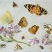 Butterflies, moths and other insects with a sprig of periwinkle